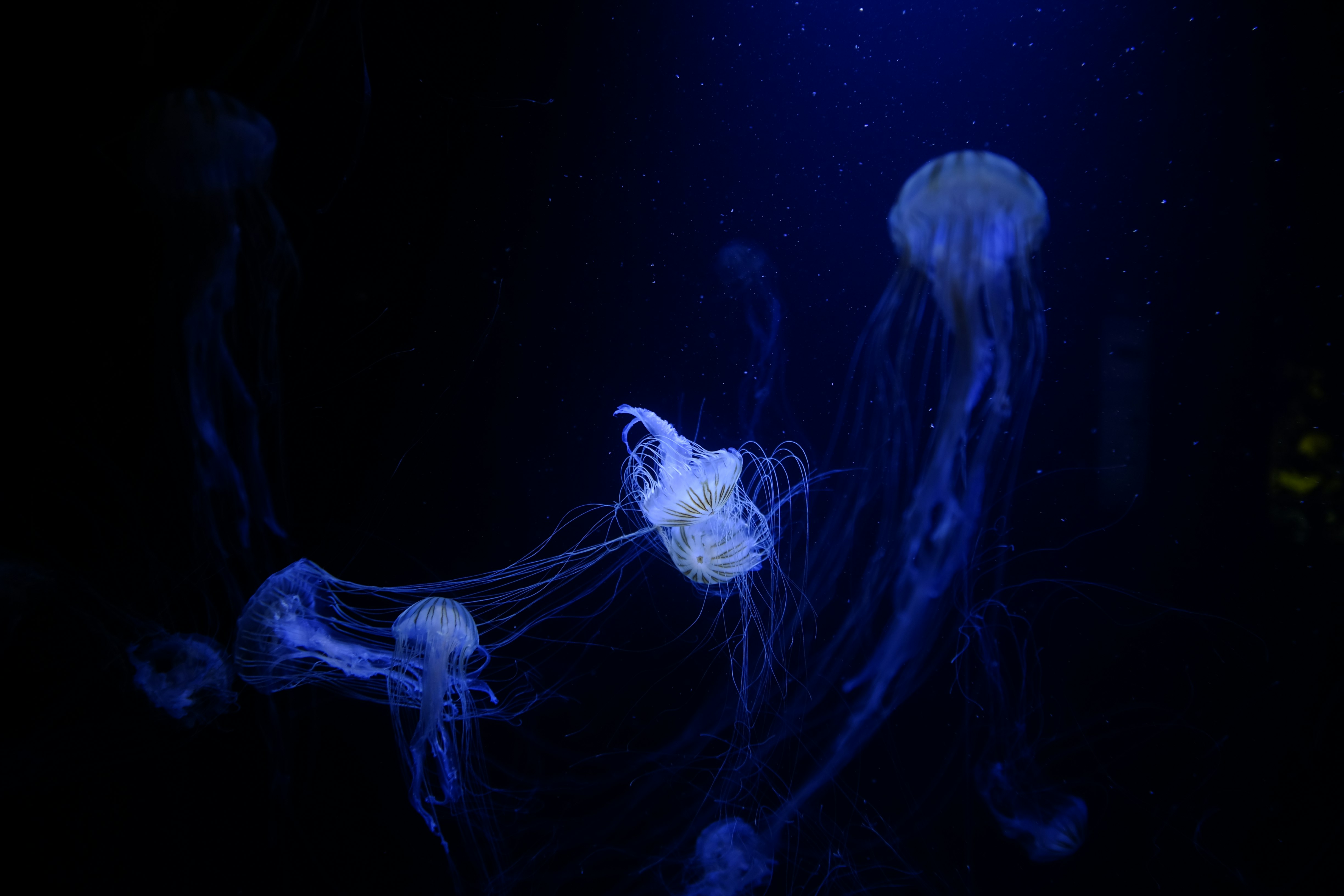 bloom of jellyfish under water